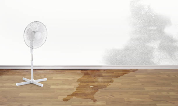 Best Water damage restoration cost  in Elwood, UT